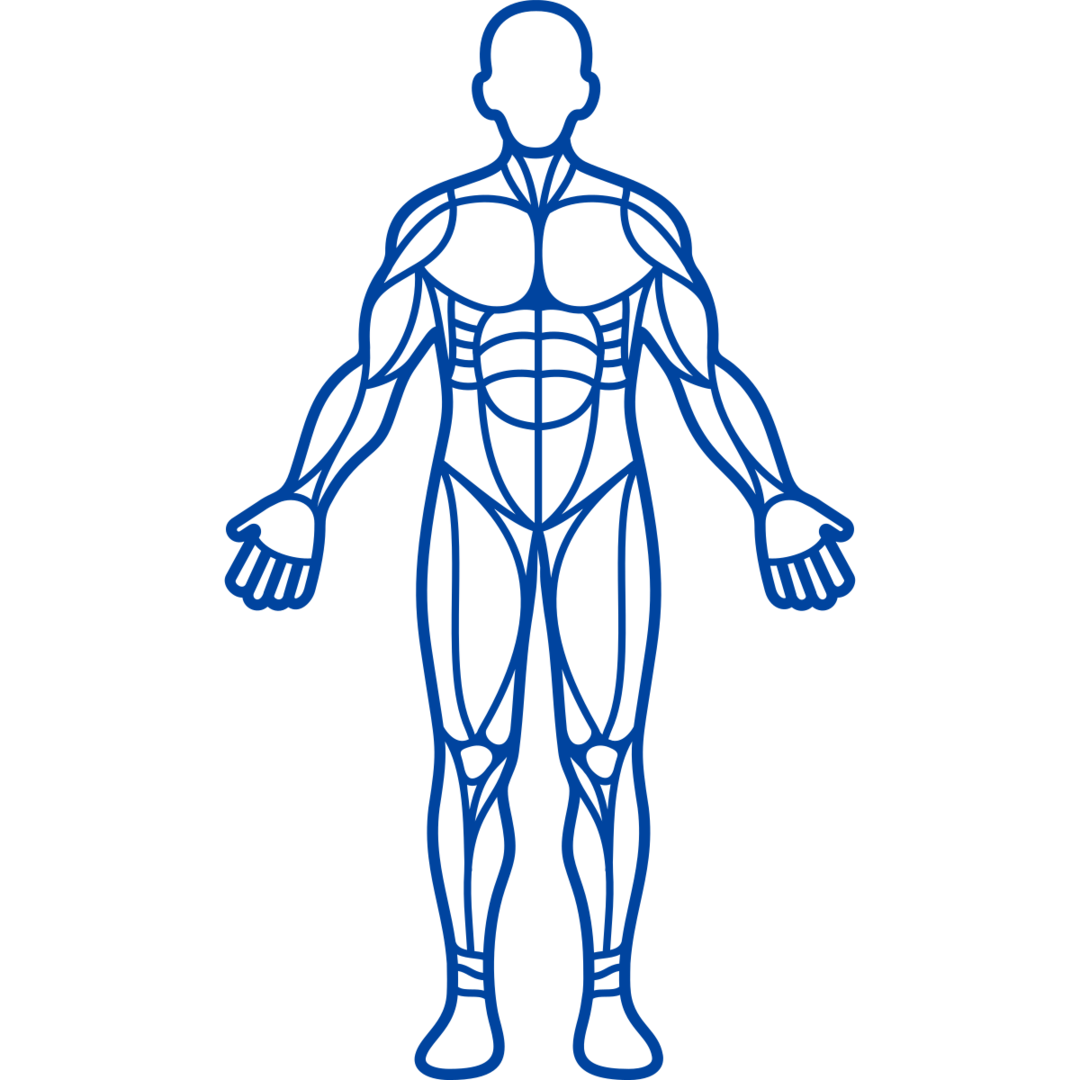 A simple outline of a human figure with labeled muscle groups, drawn in blue. The figure stands upright with arms extended outward, showcasing the major muscles in the body.
